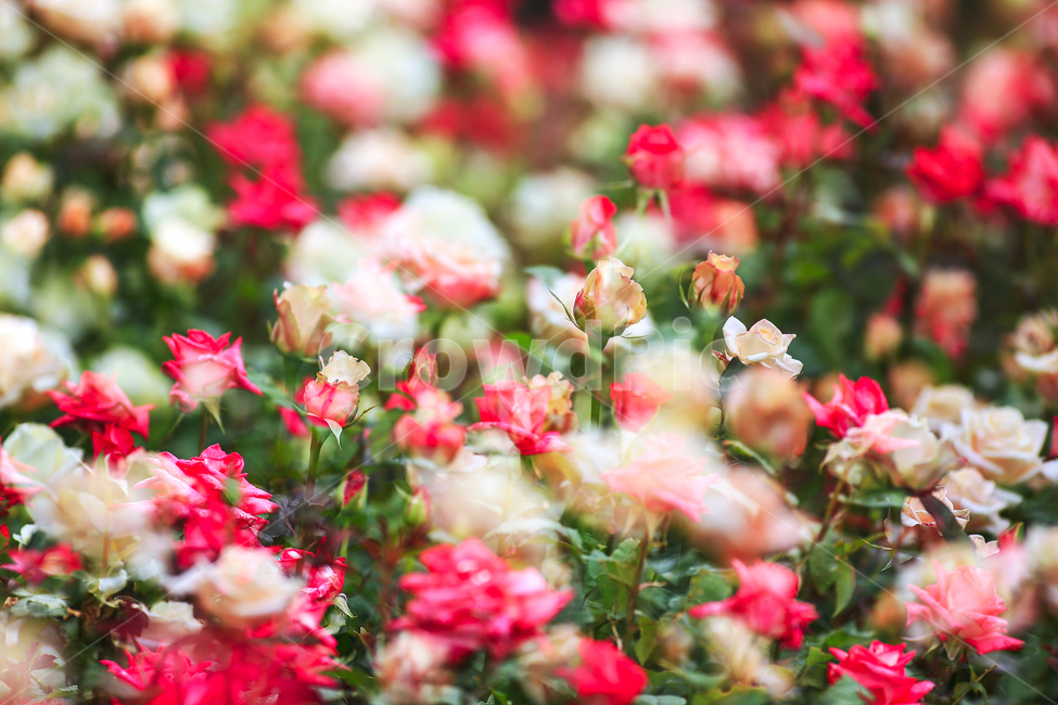 5월,장미,장미속살,장미정원,사랑,식물,자연,plants,nature,꽃,flower