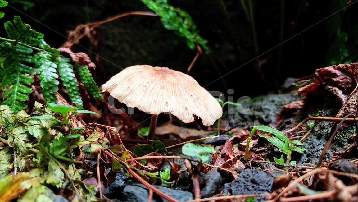 버섯,mushroom,afieldmushroom,제주숲,자연,nature,forest,phosphorusplant,버섯,mushroom