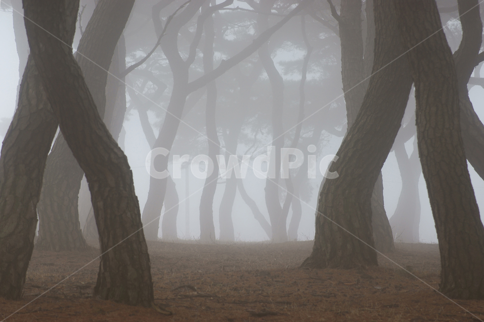 소나무,안개,경주,날씨,자연,nature,fog,mist,흑백,어둡다,나무,소나무숲,숲,아침,새벽,몽환,tree,pine,풍경배경,배경,흑백배경