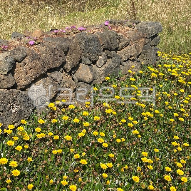 Gazania,Jeju Stone Wall,goldenwave,jeju,yellowflower,yellow flower,jeju island,jejuisland,stonewall,golden pheasant soup,flower