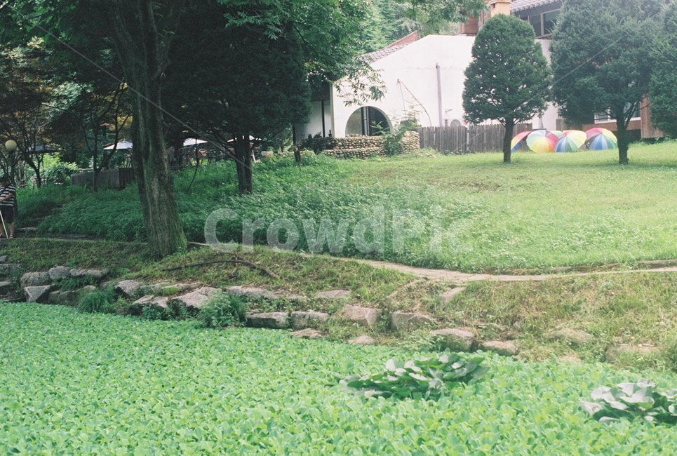 여름,우산,무지개우산,자연,초록,자연,풍경,nature,landscape,grass,잔디,plant,식물
