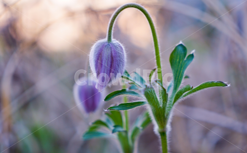 봄,뽐꽃,꽃,계절,식물,감성,자연,야생화,들꽃,식물,자연,plants,nature,꽃,flower