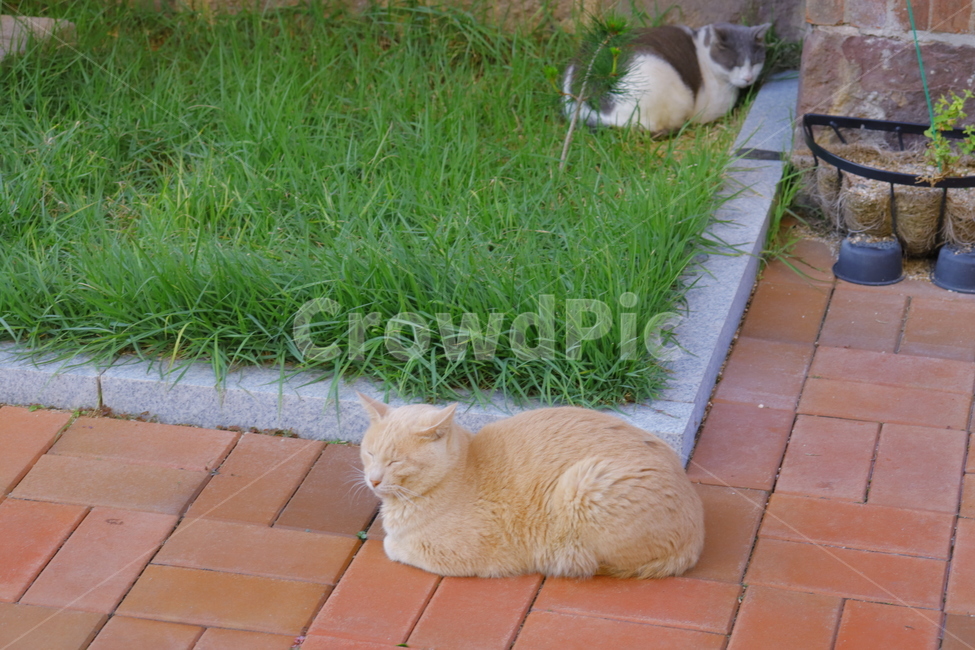 고화질,고양이,포유류,동물,길고양이,동물,animal,포유류,mammal,고양이,cat,kitten,kitty