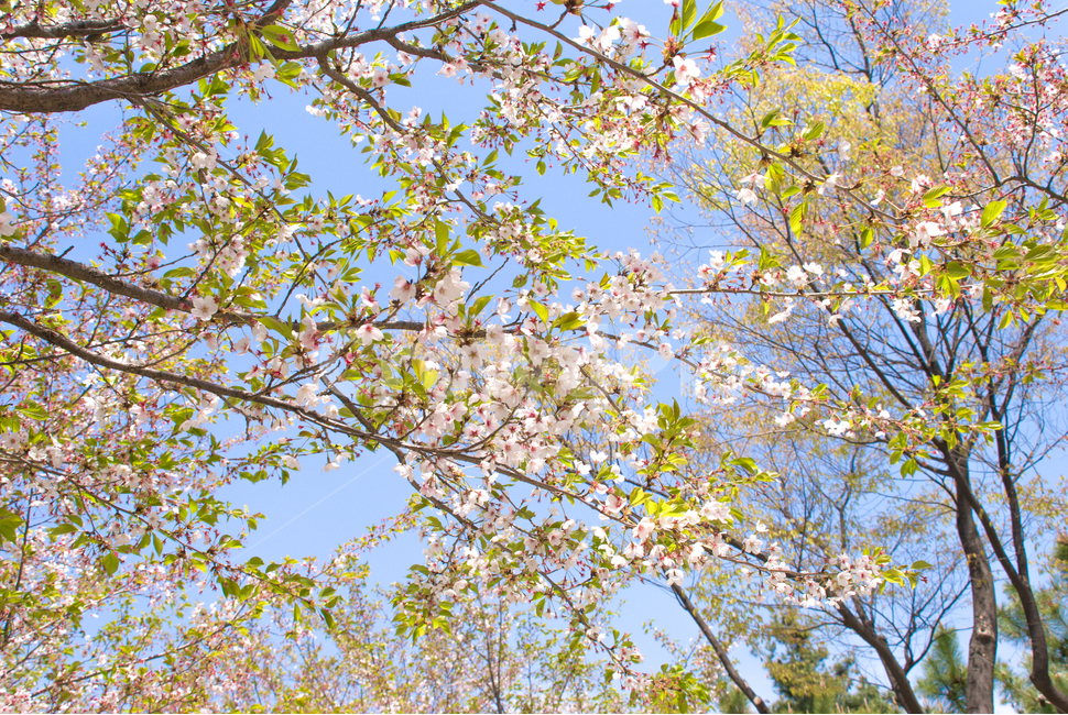 봄,벚꽃,꽃,배경,자연,풍경,하늘,나무,공원,cherryblossoms,식물,벚나무,매화,계절,축제,조경,나뭇가지,시골,경치,화사한,핑크,향기,분홍,맑음,spring,season,flower,생화,만개,만발,봄,계절,spring,season,식물,자연,plants,nature,꽃,flower,plant