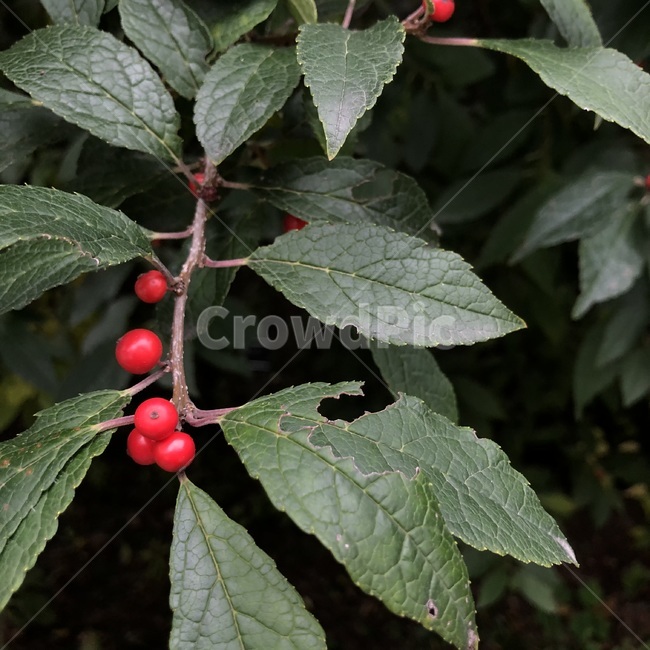plant,식물,잎,leaf,열매,빨간색,대비,조화,자연,contrast,고급스러운