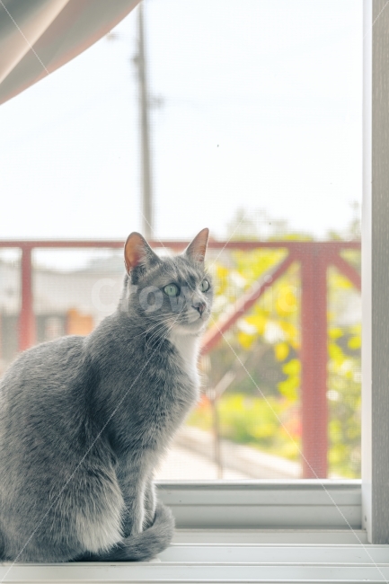 고양이,동물,cat,animal,반려동물,귀여운,포근한,나른한,색감,감성,컬러,색채,color,동물,animal,고양이,cat,kitten,kitty,포유류,mammal