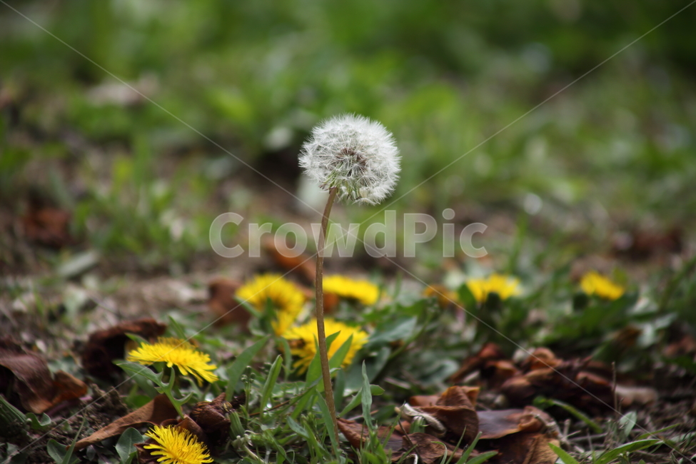 민들레,국화과,씨앗,식물,dandelion