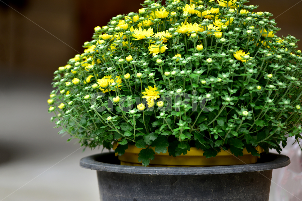 소국,국화꽃,꽃봉우리,꽃,국화,화분,식물,plant,vase,chrysanthemum,flower,blossom,식물,자연,plants,nature,꽃,flower