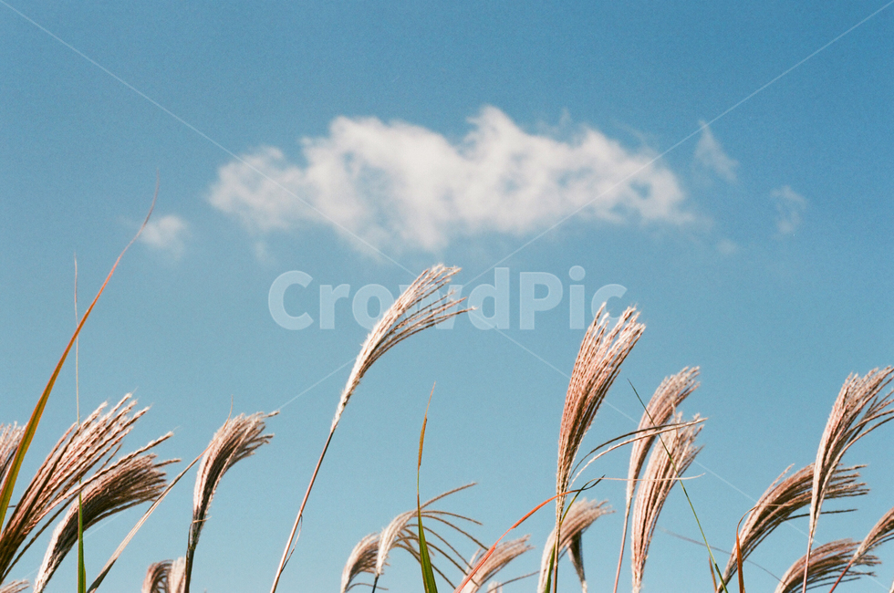 가을,구름,갈대,푸른하늘,바람,하늘,푸르다,자연,야외,식물,plant,reed,가을,계절,fall,autumn,season,식물,자연,plants,nature,grass,잔디,lawn