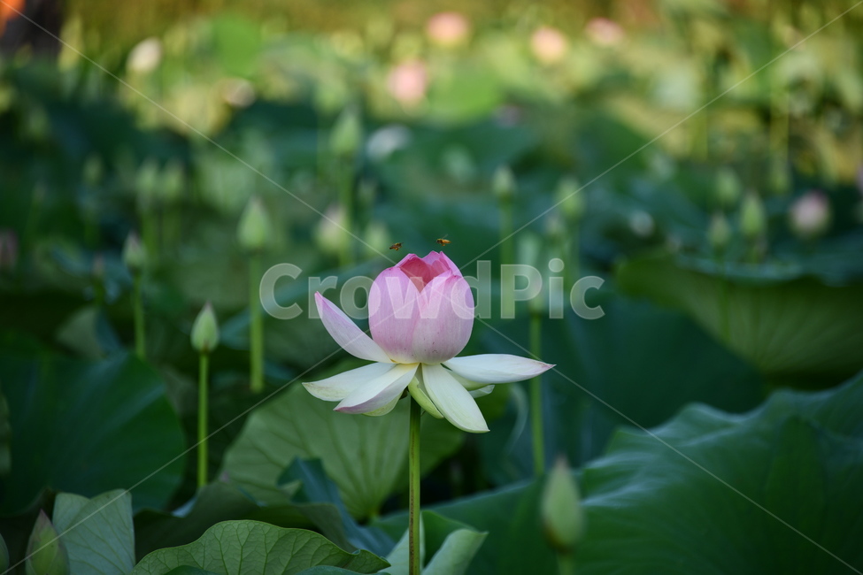 연곷,꽃,접사,연꽃밭,식물,자연,plants,nature,flower,분홍색,핑크색,연잎