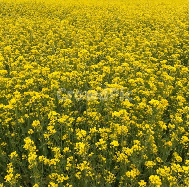 유채꽃,꽃,꽃밭,노랑,식물,flower,yellow,plants,봄꽃,봄