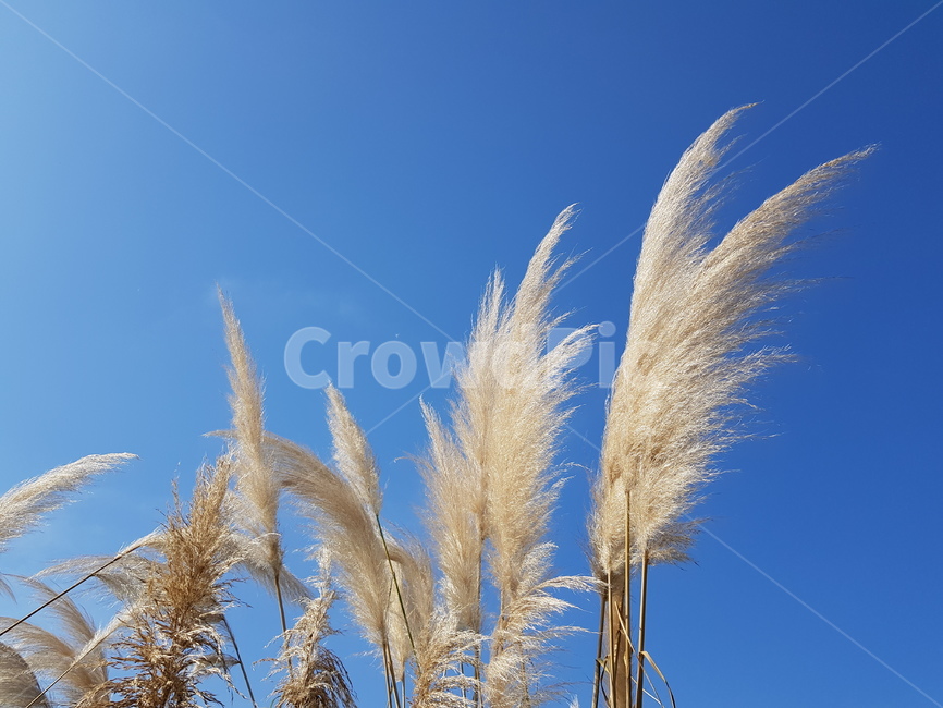 풀,억새풀,가을,하늘,바람,습지,가을,계절,fall,autumn,season,grass,잔디,plant,식물,lawn,reed,갈대