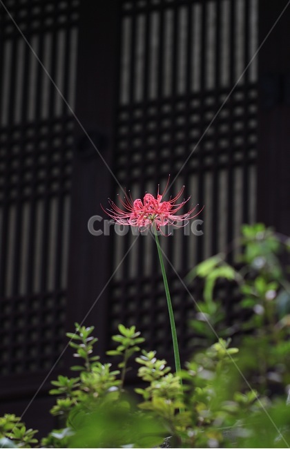 꽃무릇,독무릇,석산,선운사,불갑사,꽃,식물,문,상사화,식물,자연,plants,nature,꽃,flower