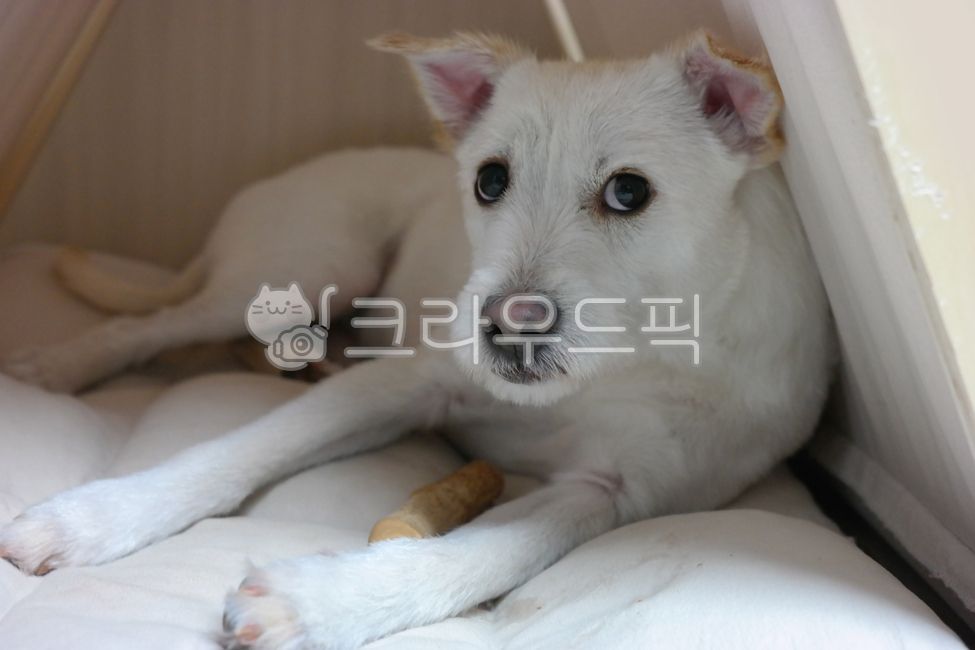 개,강아지,눈,눈빛,눈치,반려견,장난감,토이,반려동물,애완견,애완동물,동물,포유류,흰색,하얀색