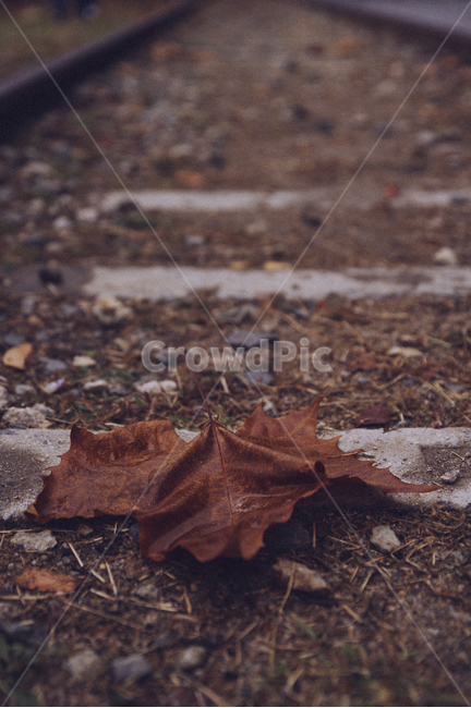 낙엽,철길,브라운,갈색,가을,폐철길,쓸쓸한,감성,가을,계절,fall,autumn,season,감성,sensible,feeling,leaf,잎,plant,식물,ground,바닥