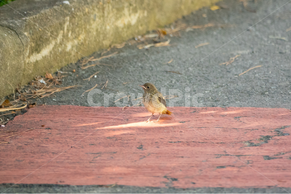 bird,조류,탐조,텃새,철새,새,동물,animal,조류,새,birds