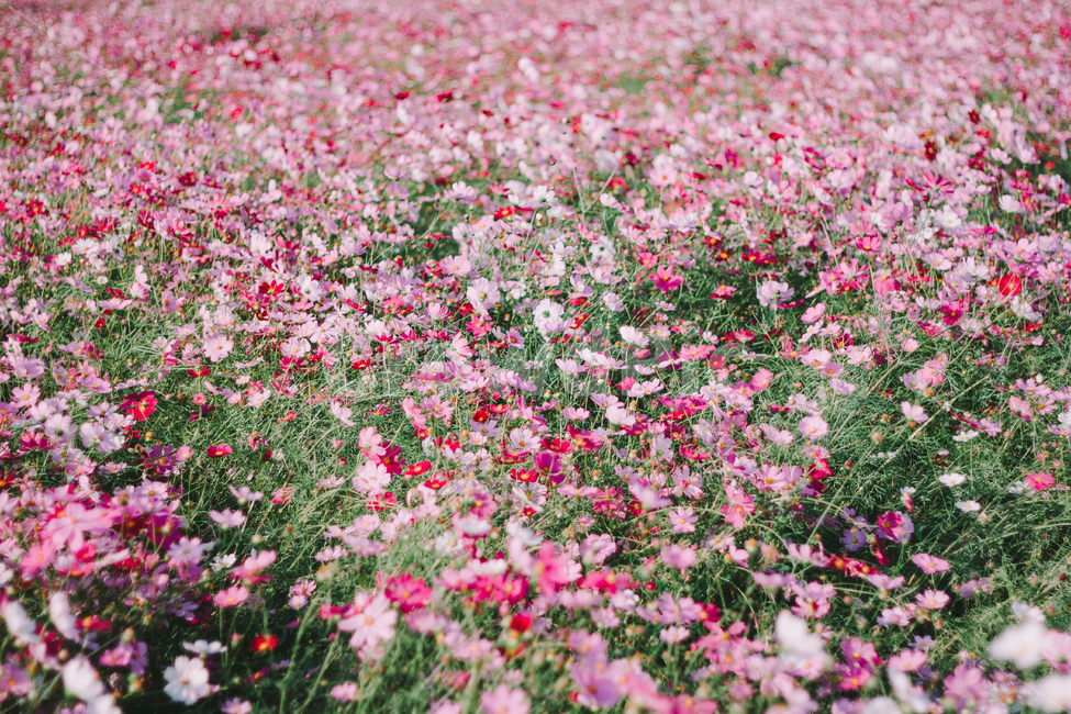 가을,코스모스,꽃,자연,식물,가을,계절,fall,autumn,season,식물,자연,plants,nature,꽃,flower,blossom,petal,꽃잎,plant