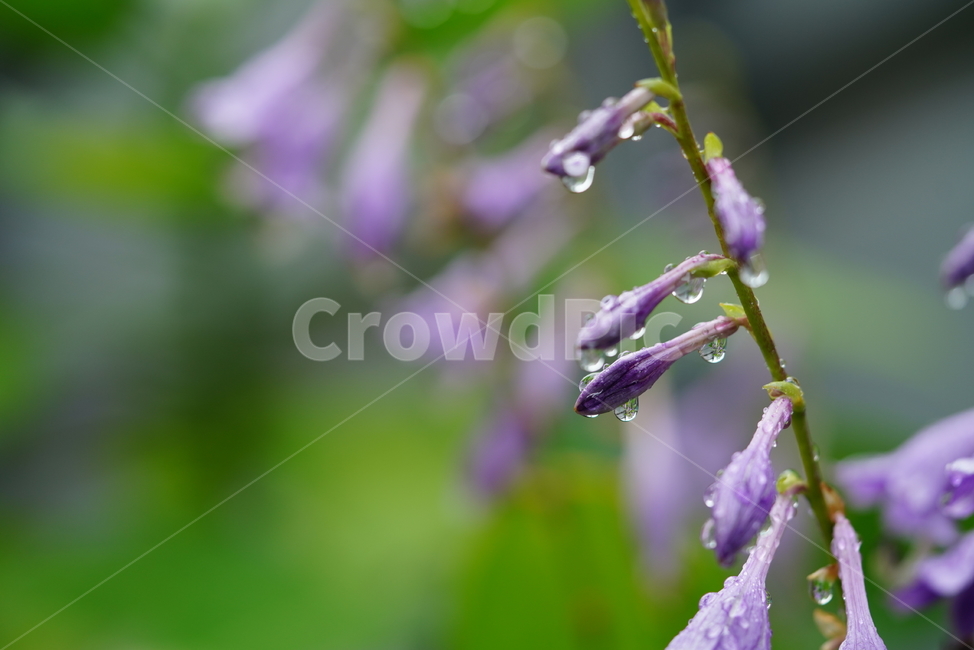 꽃,플라워,생물,flower,자연,보랏빛,식물,plant,물방울,식물,자연,plants,nature,꽃,flower