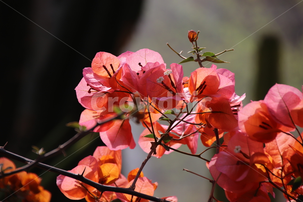 자연,수목원,풍경,꽃,꽃나무,식물,자연,plants,nature,꽃,flower