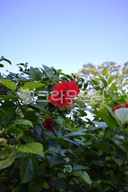 하와이무궁화,히비스커스,꽃,정원,garden,hibiscus,red,자연,nature,plant,식물,여름꽃,붉은꽃,빨간