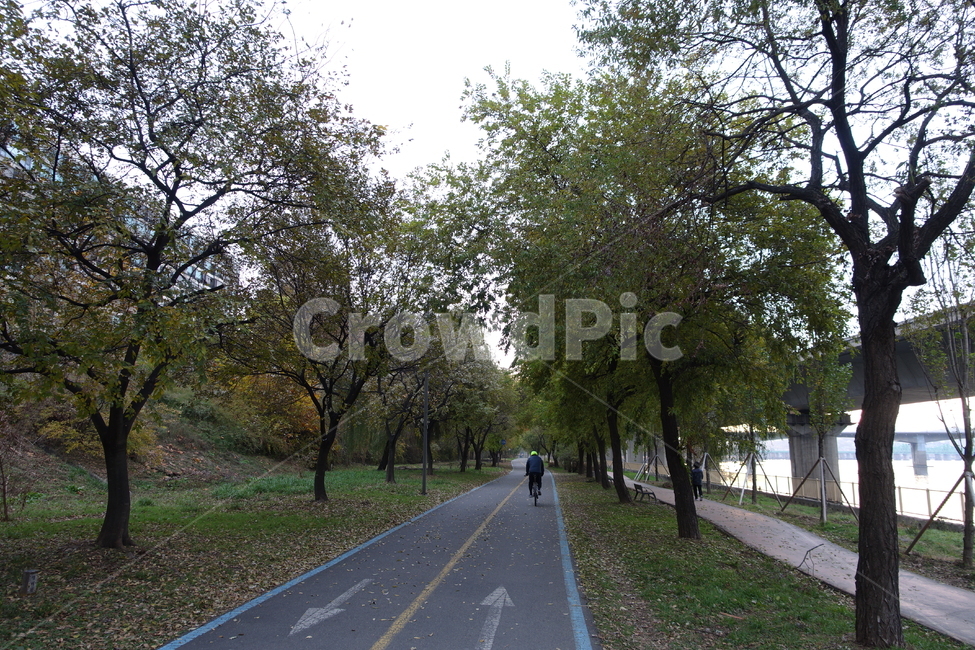 한강,공원,자전거길,road,사람,가로수