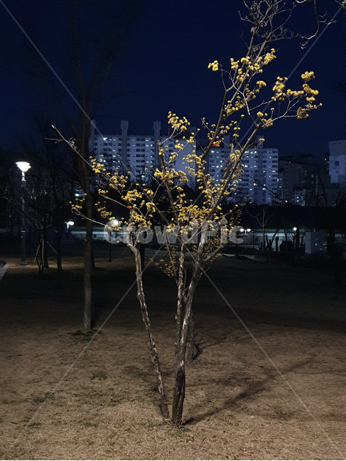 공원,저녁,꽃나무,저녁공원,야경,저녁나무,저녁꽃