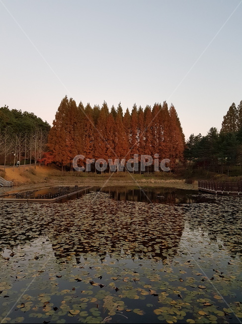 대청호,청남대,가을대청호,청남대가을,청남대단풍나무,대청호석양,대청호나무,호수나무,물,나무,단풍나무