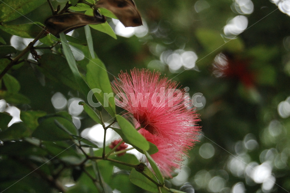 flower,blossom,꽃,식물,plant,식물,자연,plants,nature,꽃,flower