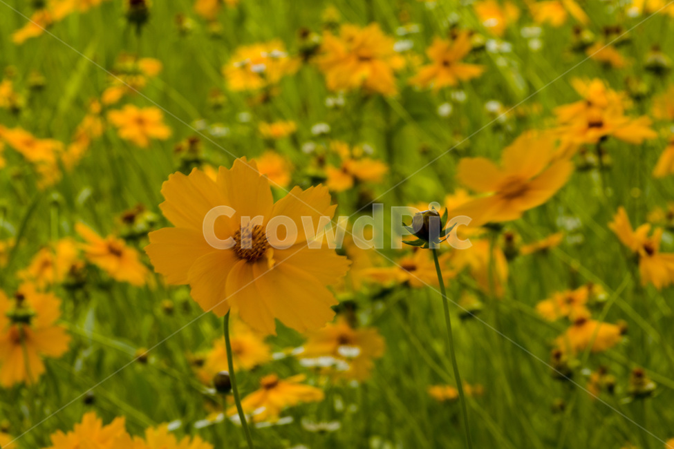 국화,해국,꽃,chrysanthemum,flower