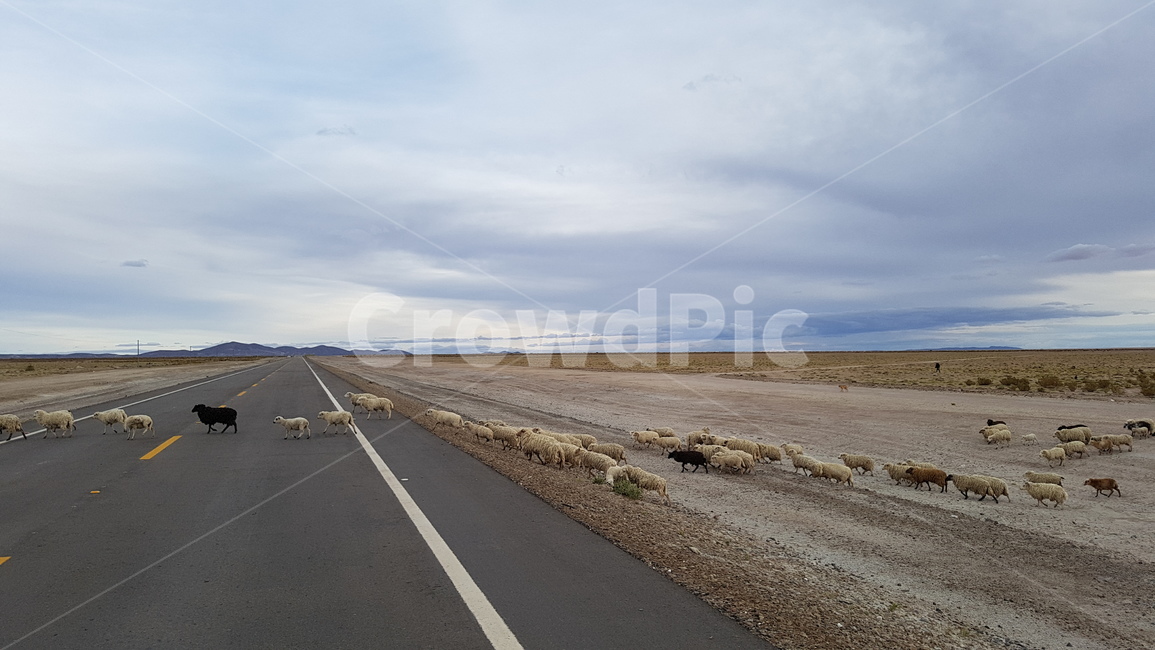 길,도로,양,sheep,road,peru,페루,점령,건너기,양떼,동물,animal,포유류,mammal,교통,교통수단,traffic,transportation