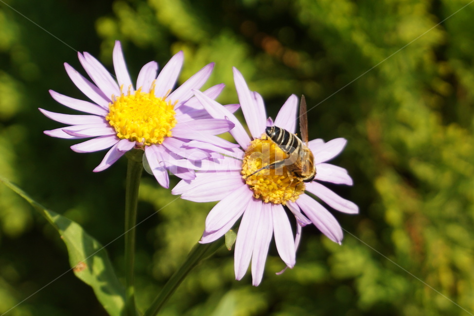자연,식물,꽃,flowers,벌,식물,자연,plants,nature,꽃,flower,동물,animal,곤충,벌레,insect,bug