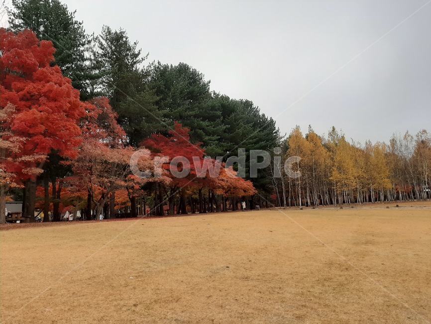 가을,단풍,풍경,나무,plant,식물,tree,자연,nature,가을,계절,fall,autumn,season,자연,풍경,nature,landscape