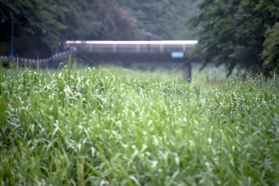 자연,풍경,다리,풀잎,나무,자연,풍경,nature,landscape,plant,식물,grass,잔디