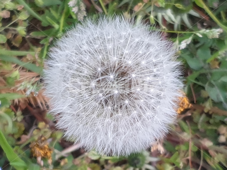 꽃,한송이,식물,자연,흰색