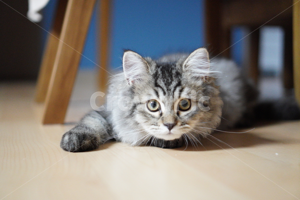 고양이,어린고양이,귀여운고양이,페르시안고양이,냥이,야옹이,반려묘,cat,cutecat,동물,animal,포유류,mammal,고양이,cat,kitten,kitty