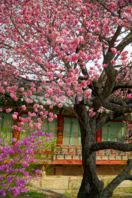 창덕궁,한국,korea,대한민국,서울,seoul,고궁,궁전,궁궐,조선,조선시대,조선왕조,왕궁,한옥,한국적인,한국문화,문화,한국전통,전통,문화재,전통문화,지붕,처마,담청,풍경,landscape,자연,nature,봄,봄꽃,spring,4월,april,기와,왕실,palace,changdeokgung,한국자연,한국풍경,나무,tree,벚꽃,매실나무,하늘,sky,진달래,역사,히스토리,history,봄,계절,spring,season,식물,자연,plants,nature,꽃,flower,plant,blossom,outdoors,옥외