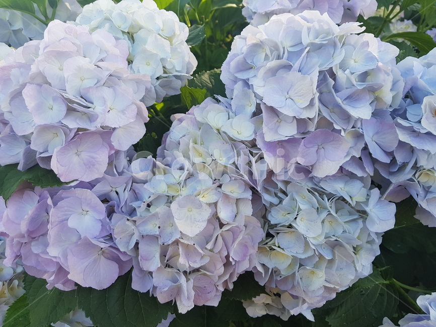 자연,꽃,수국,수국꽃,힐링,여유,식물,자연,plants,nature,꽃,flower