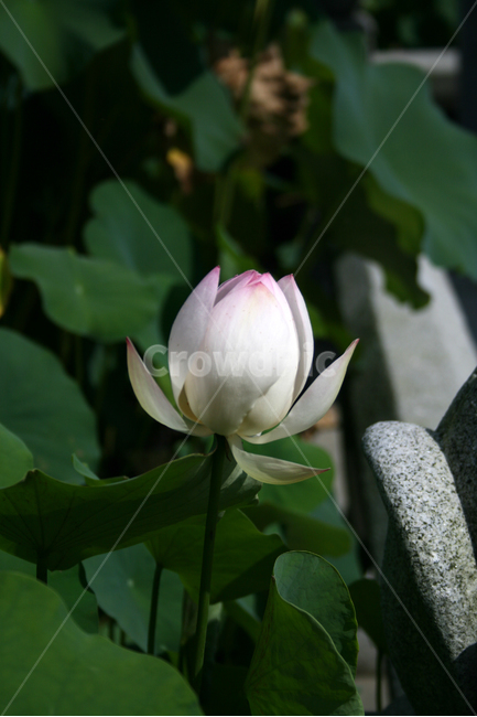 연꽃,연잎,식물,flower,plants,nature,꽃,꽃봉오리,연못,식물,자연,plants,nature,꽃,flower