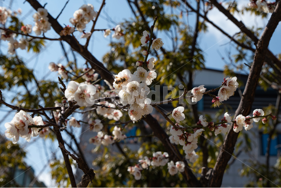 매화,매실나무,매화꽃,봄,봄꽃,꽃,flower,풍경,벌,bee,봄,계절,spring,season,식물,자연,plants,nature,꽃,flower,plant,blossom