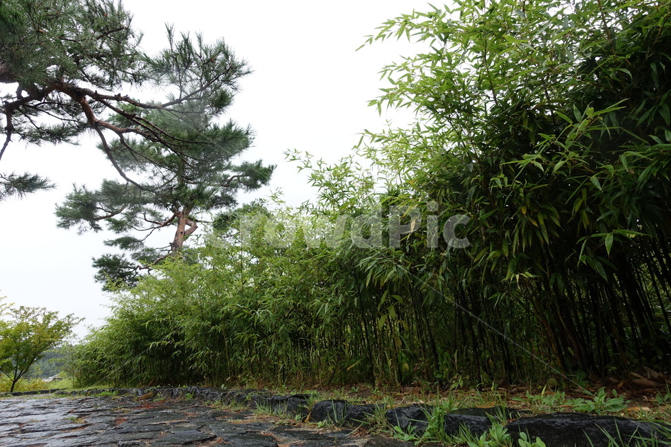 대나무,소나무,나무,숲길,대나무숲,자연,풍경,nature,landscape,tree,plant,식물