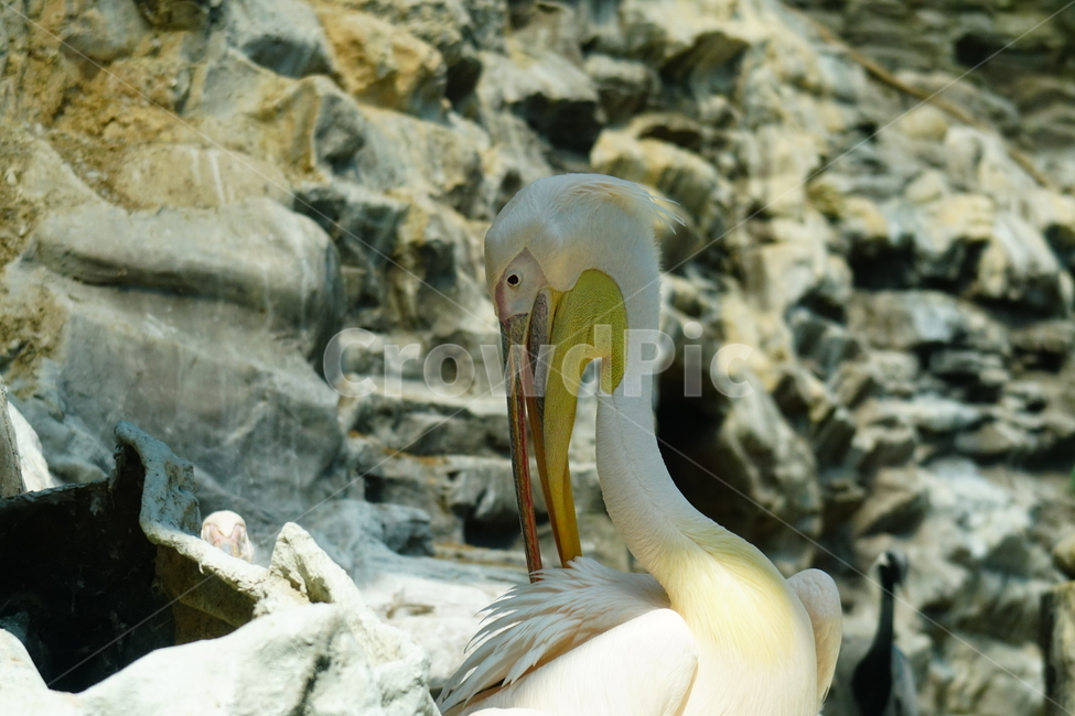 펠리컨,새,조류,bird,동물,animal,pelican,사다새,자연,nature,얼굴,동물,animal,조류,새,birds