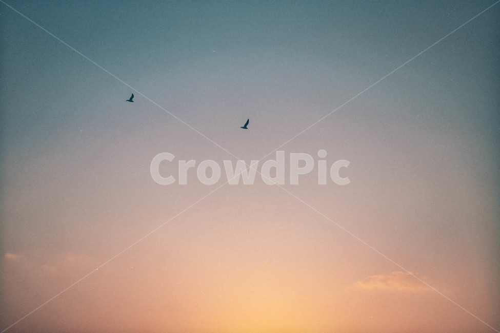 노을,하늘,감성,일몰,일출,새,파스텔,자연,필름,sunset,sky,colours,색감,birds,자연,풍경,nature,landscape,동물,animal,조류,새,birds,감성,sensible,feeling,색깔,색상,색채,색감,color sense,color sensitivity,feeling of color,adventure,모험,leisure activities,레저 활동,flying,나는,bird,gliding,활공,outdoors,옥외