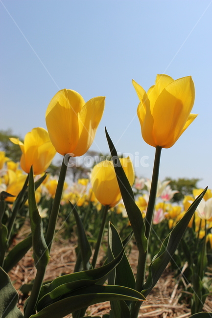 튤립,꽃,정물,화사,접사,봄,계절,spring,season,식물,자연,plants,nature,꽃,flower,plant,blossom