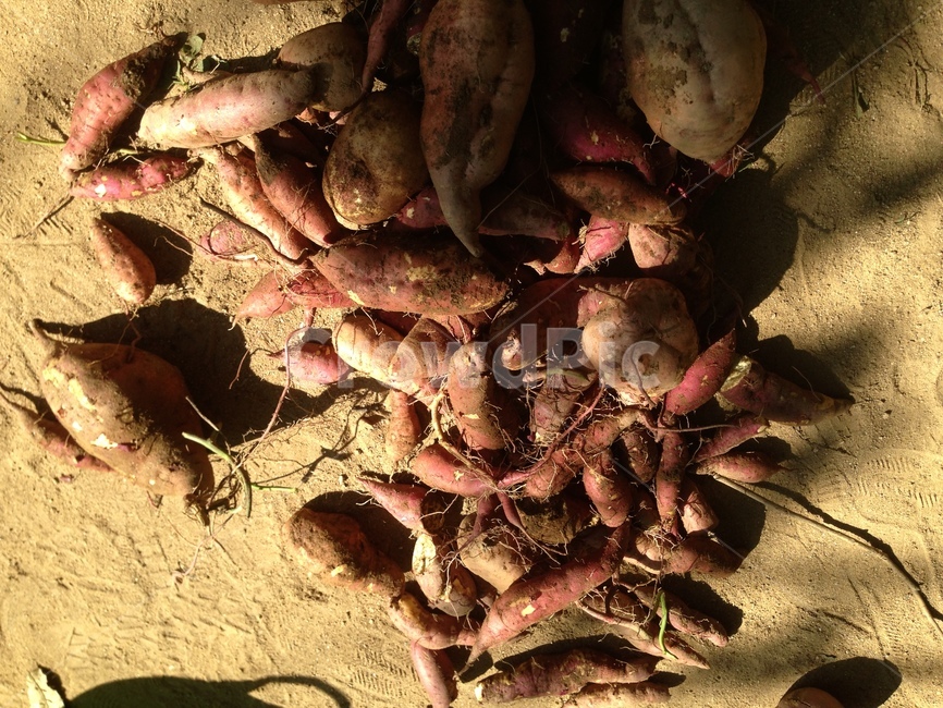 Sweet potato digging,sweet potato,Sweet potato farming,field,harvesting,return to farming,country life,farming,sweet potato field,soil