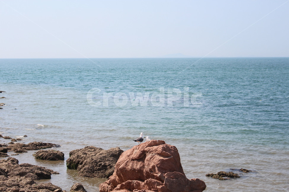 bird,새,promontory,animal,동물,바다,푸른바다,갈매기,seagull,바위,rock,자연,풍경,nature,landscape