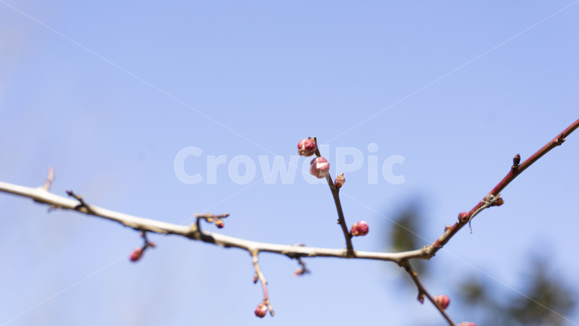 plant,식물,blossom,꽃,bud,싹,sprout,flower,매화