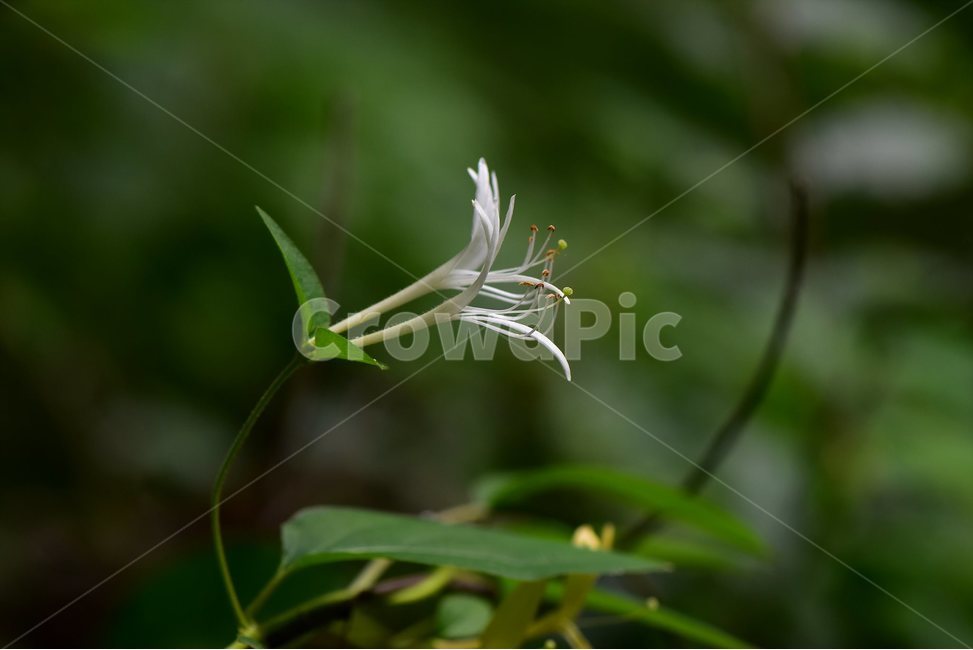 인동덩굴,야생화,꽃,식물,자연,생태,플라워,flower,plants,nature,금은화,식물,자연,plants,nature,꽃,flower
