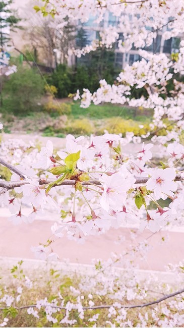 벚꽃,꽃,식물,cherryblossom,flower,식물,자연,plants,nature,꽃,flower