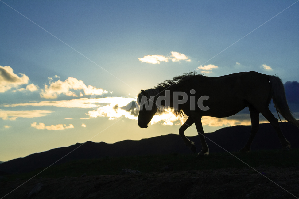 말,목초지,농장,목장,몽골,동물,animal,포유류,mammal,실루엣,그림자,silhouette,shadow