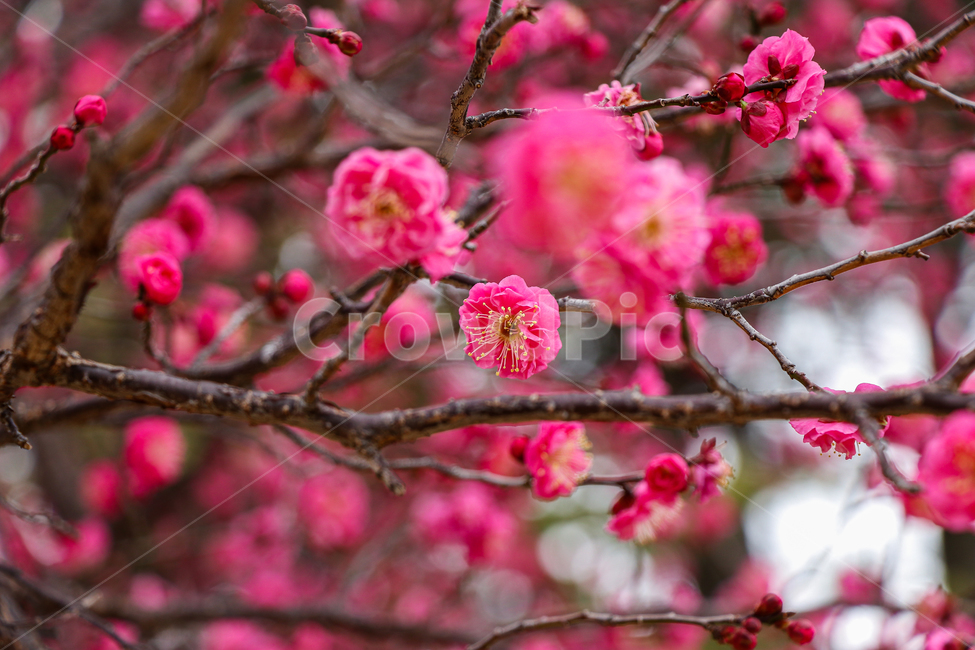 홍매화,벚꽃,식물,꽃,봄,식물,자연,plants,nature,꽃,flower